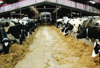 Dairy Farm Operations